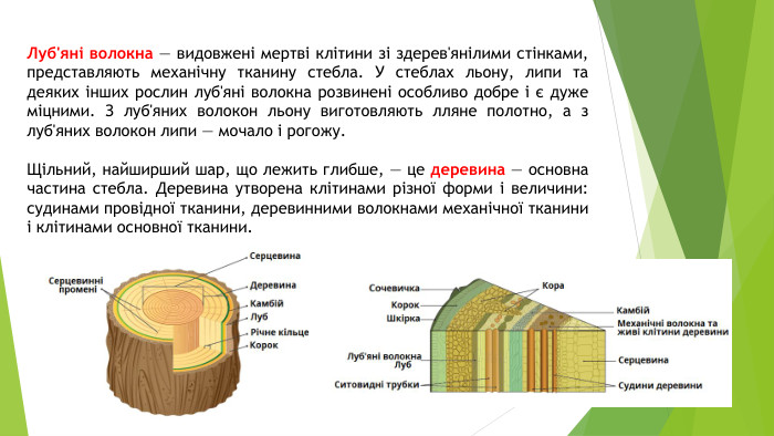 Луб'яні волокна — видовжені мертві клітини зі здерев'янілими стінками, представляють механічну тканину стебла. У стеблах льону, липи та деяких інших рослин луб'яні волокна розвинені особливо добре і є дуже міцними. З луб'яних волокон льону виготовляють лляне полотно, а з луб'яних волокон липи — мочало і рогожу. Щільний, найширший шар, що лежить глибше, — це деревина — основна частина стебла. Деревина утворена клітинами різної форми і величини: судинами провідної тканини, деревинними волокнами механічної тканини і клітинами основної тканини.