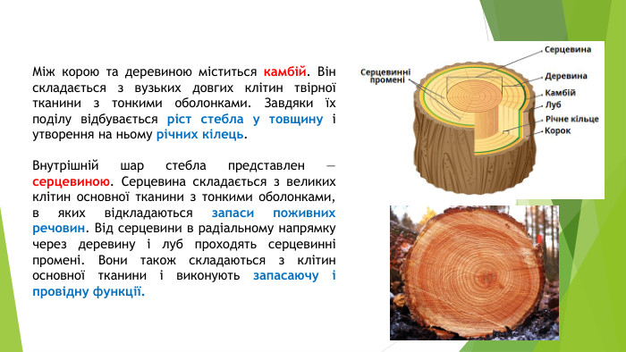 Між корою та деревиною міститься камбій. Він складається з вузьких довгих клітин твірної тканини з тонкими оболонками. Завдяки їх поділу відбувається ріст стебла у товщину і утворення на ньому річних кілець. Внутрішній шар стебла представлен — серцевиною. Серцевина складається з великих клітин основної тканини з тонкими оболонками, в яких відкладаються запаси поживних речовин. Від серцевини в радіальному напрямку через деревину і луб проходять серцевинні промені. Вони також складаються з клітин основної тканини і виконують запасаючу і провідну функції. 