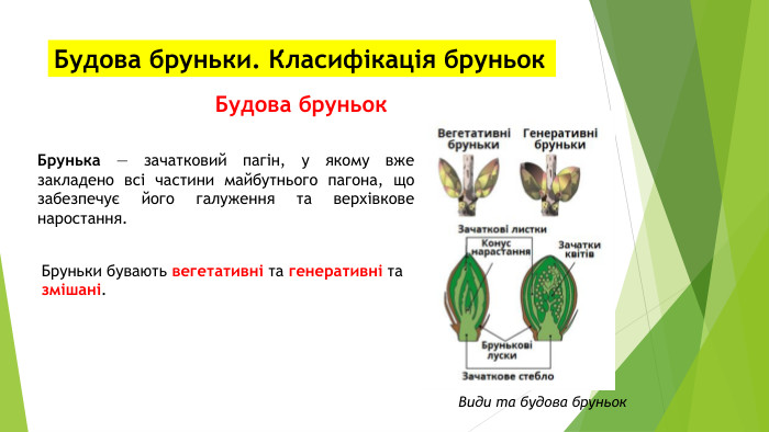 Будова бруньки. Класифікація бруньок. Будова бруньок. Брунька — зачатковий пагін, у якому вже закладено всі частини майбутнього пагона, що забезпечує його галуження та верхівкове наростання. Види та будова бруньок. Бруньки бувають вегетативні та генеративні та змішані.