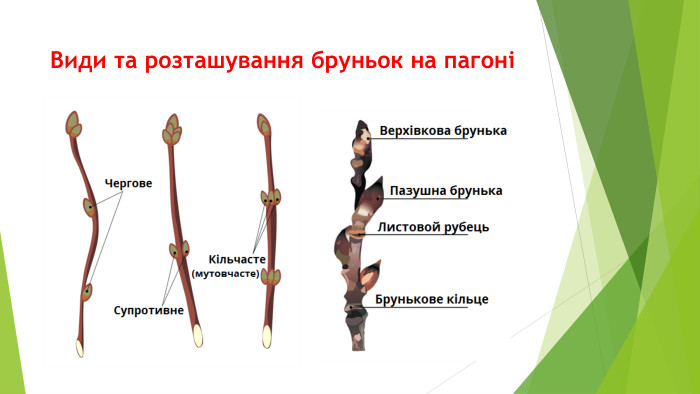 Види та розташування бруньок на пагоні