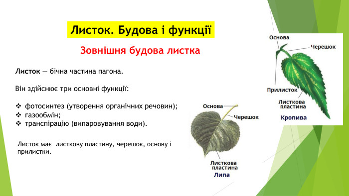 Листок. Будова і функціїЗовнішня будова листка. Листок — бічна частина пагона. Він здійснює три основні функції:фотосинтез (утворення органічних речовин);газообмін;транспірацію (випаровування води). Листок має листкову пластину, черешок, основу і прилистки.
