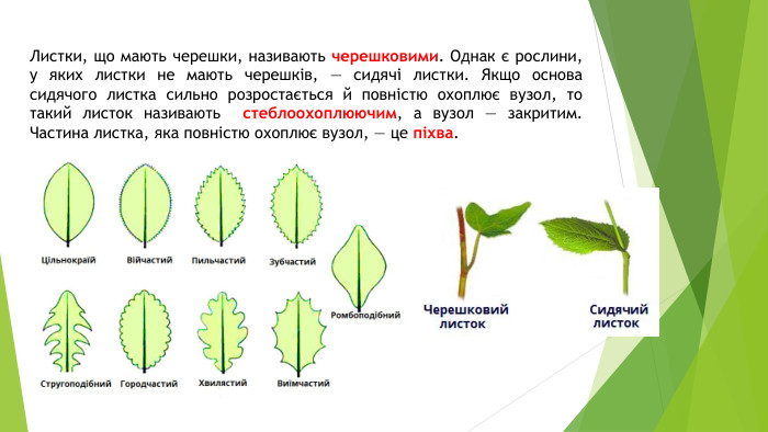 Листки, що мають черешки, називають черешковими. Однак є рослини, у яких листки не мають черешків, — сидячі листки. Якщо основа сидячого листка сильно розростається й повністю охоплює вузол, то такий листок називають стеблоохоплюючим, а вузол — закритим. Частина листка, яка повністю охоплює вузол, — це піхва. 