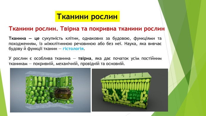 Тканини рослин. Тканини рослин. Твірна та покривна тканини рослин. Тканина — це сукупність клітин, однакових за будовою, функціями та походженням, із міжклітинною речовиною або без неї. Наука, яка вивчає будову й функції тканин — гістологія. У рослин є особлива тканина — твірна, яка дає початок усім постійним тканинам — покривній, механічній, провідній та основній.