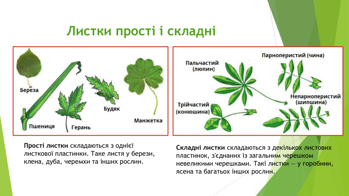 Листки прості і складніПрості листки складаються з однієї листкової пластинки. Таке листя у берези, клена, дуба, черемхи та інших рослин. Складні листки складаються з декількох листових пластинок, з'єднаних із загальним черешком невеликими черешками. Такі листки — у горобини, ясена та багатьох інших рослин.