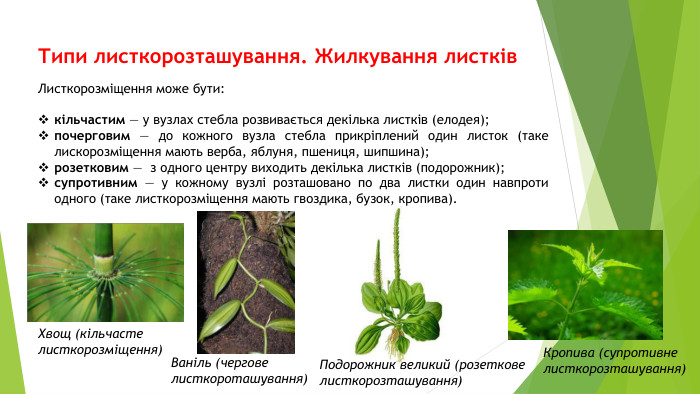 Типи листкорозташування. Жилкування листків. Листкорозміщення може бути: кільчастим — у вузлах стебла розвивається декілька листків (елодея);почерговим — до кожного вузла стебла прикріплений один листок (таке лискорозміщення мають верба, яблуня, пшениця, шипшина);розетковим — з одного центру виходить декілька листків (подорожник);супротивним — у кожному вузлі розташовано по два листки один навпроти одного (таке листкорозміщення мають гвоздика, бузок, кропива). Хвощ (кільчасте листкорозміщення) Ваніль (чергове листкороташування)Подорожник великий (розеткове листкорозташування)Кропива (супротивне листкорозташування)