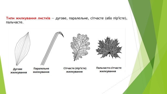 Типи жилкування листків — дугове, паралельне, сітчасте (або пір'їсте), пальчасте. 