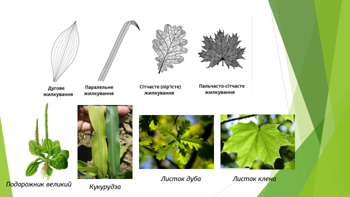 Подорожник великий. Кукурудза. Листок дуба. Листок клена