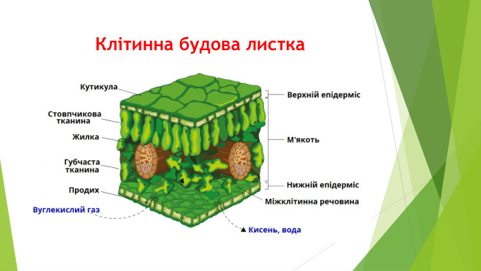 Клітинна будова листка
