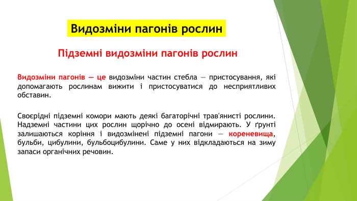 Видозміни пагонів рослин. Підземні видозміни пагонів рослин. Видозміни пагонів — це видозміни частин стебла — пристосування, які допомагають рослинам вижити і пристосуватися до несприятливих обставин. Своєрідні підземні комори мають деякі багаторічні трав'янисті рослини. Надземні частини цих рослин щорічно до осені відмирають. У ґрунті залишаються коріння і видозмінені підземні пагони — кореневища, бульби, цибулини, бульбоцибулини. Саме у них відкладаються на зиму запаси органічних речовин.