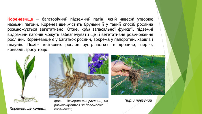Кореневище — багаторічний підземний пагін, який навесні утворює наземні пагони. Кореневище містить бруньки й у такий спосіб рослина розмножується вегетативно. Отже, крім запасальної функції, підземні видозміни пагонів можуть забезпечувати ще й вегетативне розмноження рослини. Кореневище є у багатьох рослин, зокрема у папоротей, хвощів і плаунів. Поміж квіткових рослин зустрічається в кропиви, пирію, конвалії, ірису тощо. Кореневище конваліїІриси — декоративні рослини, які розмножуються за допомогою кореневищ. Пирій повзучий