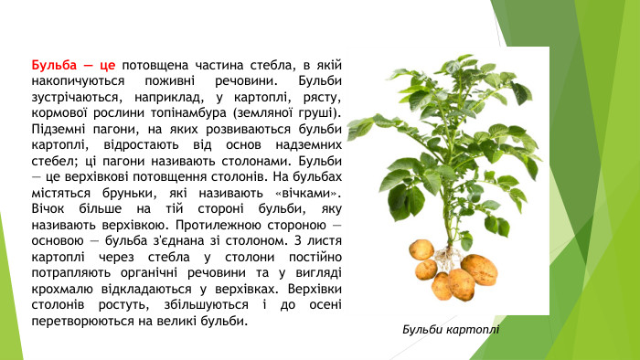 Бульба — це потовщена частина стебла, в якій накопичуються поживні речовини. Бульби зустрічаються, наприклад, у картоплі, рясту, кормової рослини топінамбура (земляної груші). Підземні пагони, на яких розвиваються бульби картоплі, відростають від основ надземних стебел; ці пагони називають столонами. Бульби — це верхівкові потовщення столонів. На бульбах містяться бруньки, які називають «вічками». Вічок більше на тій стороні бульби, яку називають верхівкою. Протилежною стороною — основою — бульба з'єднана зі столоном. З листя картоплі через стебла у столони постійно потрапляють органічні речовини та у вигляді крохмалю відкладаються у верхівках. Верхівки столонів ростуть, збільшуються і до осені перетворюються на великі бульби. Бульби картоплі