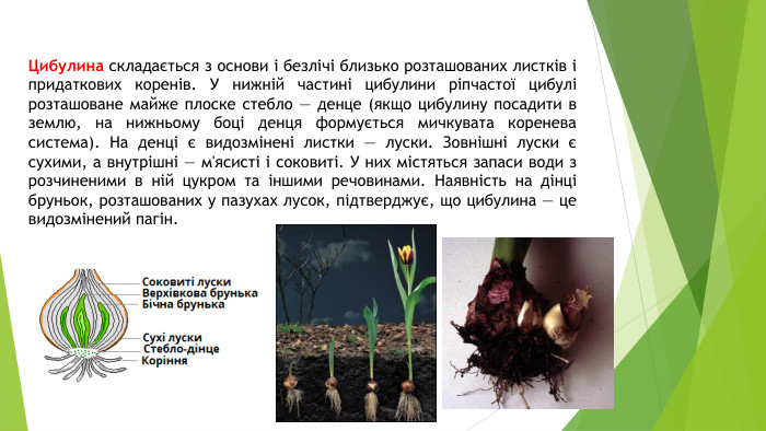 Цибулина складається з основи і безлічі близько розташованих листків і придаткових коренів. У нижній частині цибулини ріпчастої цибулі розташоване майже плоске стебло — денце (якщо цибулину посадити в землю, на нижньому боці денця формується мичкувата коренева система). На денці є видозмінені листки — луски. Зовнішні луски є сухими, а внутрішні — м'ясисті і соковиті. У них містяться запаси води з розчиненими в ній цукром та іншими речовинами. Наявність на дінці бруньок, розташованих у пазухах лусок, підтверджує, що цибулина — це видозмінений пагін.