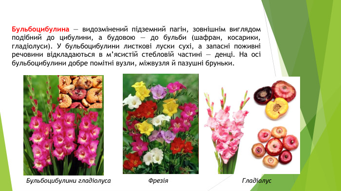 Бульбоцибулина — видозмінений підземний пагін, зовнішнім виглядом подібний до цибулини, а будовою — до бульби (шафран, косарики, гладіолуси). У бульбоцибулини листкові луски сухі, а запасні поживні речовини відкладаються в м’ясистій стебловій частині — денці. На осі бульбоцибулини добре помітні вузли, міжвузля й пазушні бруньки. Бульбоцибулини гладіолуса Фрезія. Гладіолус