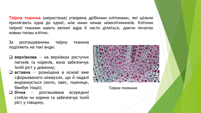 Твірна тканина (меристема) утворена дрібними клітинами, які щільно прилягають одна до одної, між ними немає міжклітинників. Клітини твірної тканини мають великі ядра й часто діляться, даючи початок новим типам клітин. Твірна тканина. За розташуванням твірну тканина поділяють на такі види:верхівкова — на верхівках ростучих пагонів та коренів, вона забезпечує їхній ріст у довжину;вставна — розміщена в основі вже сформованого міжвузля, що й надалі видовжується (жито, овес, пшениця, бамбук тощо);бічна — розташована всередині стебла чи кореня та забезпечує їхній ріст у товщину.