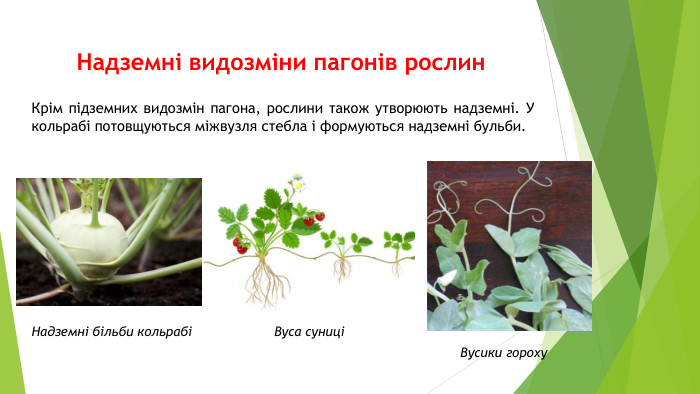 Надземні видозміни пагонів рослин. Крім підземних видозмін пагона, рослини також утворюють надземні. У кольрабі потовщуються міжвузля стебла і формуються надземні бульби. Надземні більби кольрабіВуса суниціВусики гороху
