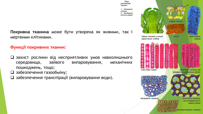 Покривна тканина може бути утворена як живими, так і мертвими клітинами. Функції покривних тканин:захист рослини від несприятливих умов навколишнього середовища, зайвого випаровування, механічних пошкоджень, тощо;забезпечення газообміну;забезпечення транспірації (випаровування води).