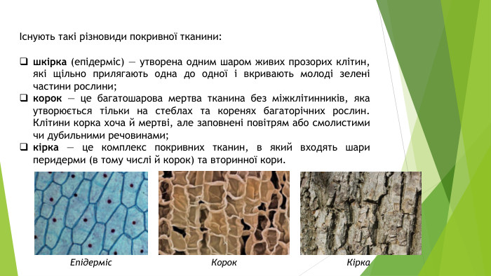 Існують такі різновиди покривної тканини:шкірка (епідерміс) — утворена одним шаром живих прозорих клітин, які щільно прилягають одна до одної і вкривають молоді зелені частини рослини;корок — це багатошарова мертва тканина без міжклітинників, яка утворюється тільки на стеблах та коренях багаторічних рослин. Клітини корка хоча й мертві, але заповнені повітрям або смолистими чи дубильними речовинами;кірка — це комплекс покривних тканин, в який входять шари перидерми (в тому числі й корок) та вторинної кори. Епідерміс. Корок. Кірка