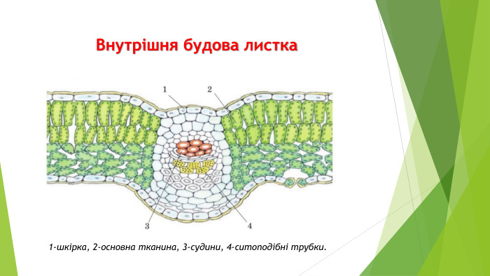 1-шкірка, 2-основна тканина, 3-судини, 4-ситоподібні трубки. Внутрішня будова листка