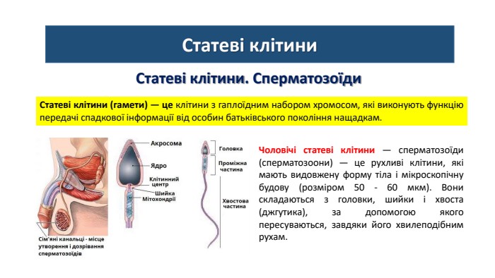 Статеві клітини. Статеві клітини. Сперматозоїди. Статеві клітини (гамети) — це клітини з гаплоїдним набором хромосом, які виконують функцію передачі спадкової інформації від особин батьківського покоління нащадкам. Чоловічі статеві клітини — сперматозоїди (сперматозоони) — це рухливі клітини, які мають видовжену форму тіла і мікроскопічну будову (розміром 50 - 60 мкм). Вони складаються з головки, шийки і хвоста (джгутика), за допомогою якого пересуваються, завдяки його хвилеподібним рухам.