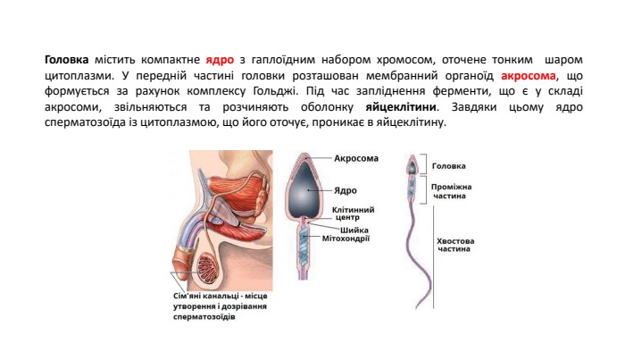 Головка містить компактне ядро з гаплоїдним набором хромосом, оточене тонким шаром цитоплазми. У передній частині головки розташован мембранний органоїд акросома, що формується за рахунок комплексу Гольджі. Під час запліднення ферменти, що є у складі акросоми, звільняються та розчиняють оболонку яйцеклітини. Завдяки цьому ядро сперматозоїда із цитоплазмою, що його оточує, проникає в яйцеклітину. 
