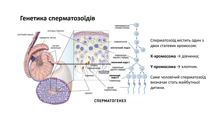Генетика сперматозоїдів. Сперматозоїд містить один з двох статевих хромосом: X-хромосома → дівчинка;Y-хромосома → хлопчик. Саме чоловічий сперматозоїд визначає стать майбутньої дитини.