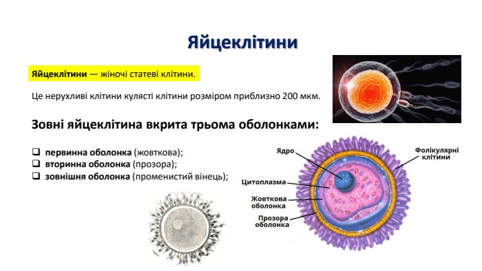 Яйцеклітини. Яйцеклітини — жіночі статеві клітини. Це нерухливі клітини кулясті клітини розміром приблизно 200 мкм. Зовні яйцеклітина вкрита трьома оболонками:первинна оболонка (жовткова);вторинна оболонка (прозора);зовнішня оболонка (променистий вінець);