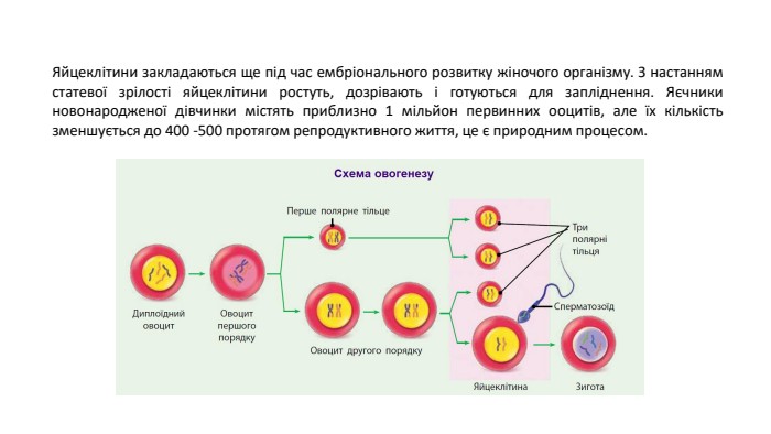 Яйцеклітини закладаються ще під час ембріонального розвитку жіночого організму. З настанням статевої зрілості яйцеклітини ростуть, дозрівають і готуються для запліднення. Яєчники новонародженої дівчинки містять приблизно 1 мільйон первинних ооцитів, але їх кількість зменшується до 400 -500 протягом репродуктивного життя, це є природним процесом.