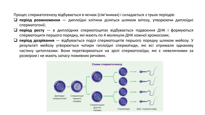 Процес сперматогенезу відбувається в яєчках (сім’яниках) і складається з трьох періодів:період розмноження — диплоїдні клітини діляться шляхом мітозу, утворюючи диплоїдні сперматогонії;період росту — в диплоїдних сперматоцитах відбувається подвоєння ДНК і формуються сперматоцити першого порядку, які мають по 4 молекули ДНК кожної хромосоми;період дозрівання — відбувається поділ сперматоцитів першого порядку шляхом мейозу. У результаті мейозу утворюється чотири гаплоїдні сперматиди, які всі отримали однакову частину цитоплазми. Вони перетворюються на зрілі сперматозоїди, які є невеличкими за розміром і не мають запасу поживних речовин. 