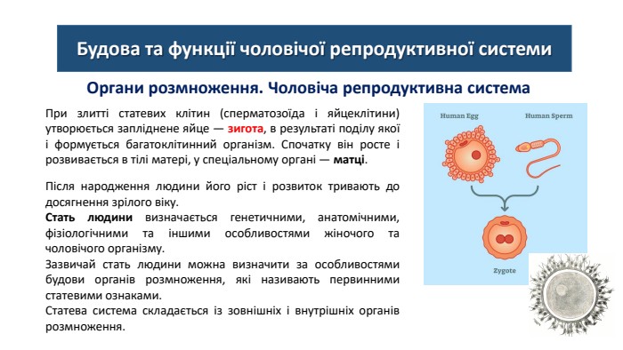 Будова та функції чоловічої репродуктивної системи. Органи розмноження. Чоловіча репродуктивна система. При злитті статевих клітин (сперматозоїда і яйцеклітини) утворюється запліднене яйце — зигота, в результаті поділу якої і формується багатоклітинний організм. Спочатку він росте і розвивається в тілі матері, у спеціальному органі — матці. Після народження людини його ріст і розвиток тривають до досягнення зрілого віку. Стать людини визначається генетичними, анатомічними, фізіологічними та іншими особливостями жіночого та чоловічого організму. Зазвичай стать людини можна визначити за особливостями будови органів розмноження, які називають первинними статевими ознаками. Статева система складається із зовнішніх і внутрішніх органів розмноження.