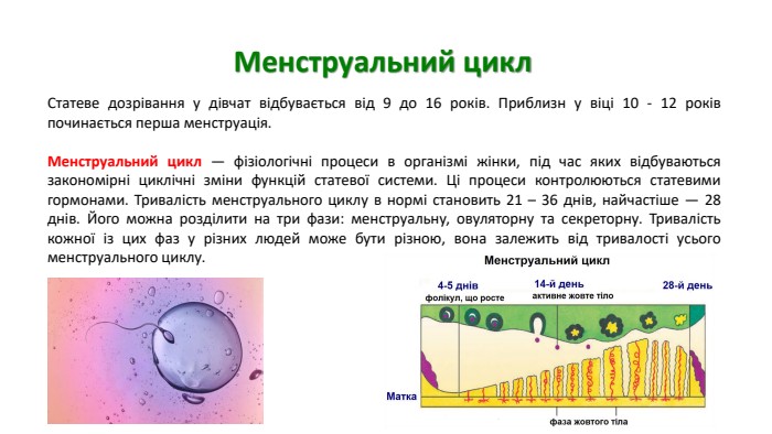 Менструальний цикл. Статеве дозрівання у дівчат відбувається від 9 до 16 років. Приблизн у віці 10 - 12 років починається перша менструація. Менструальний цикл — фізіологічні процеси в організмі жінки, під час яких відбуваються закономірні циклічні зміни функцій статевої системи. Ці процеси контролюються статевими гормонами. Тривалість менструального циклу в нормі становить 21 – 36 днів, найчастіше — 28 днів. Його можна розділити на три фази: менструальну, овуляторну та секреторну. Тривалість кожної із цих фаз у різних людей може бути різною, вона залежить від тривалості усього менструального циклу.