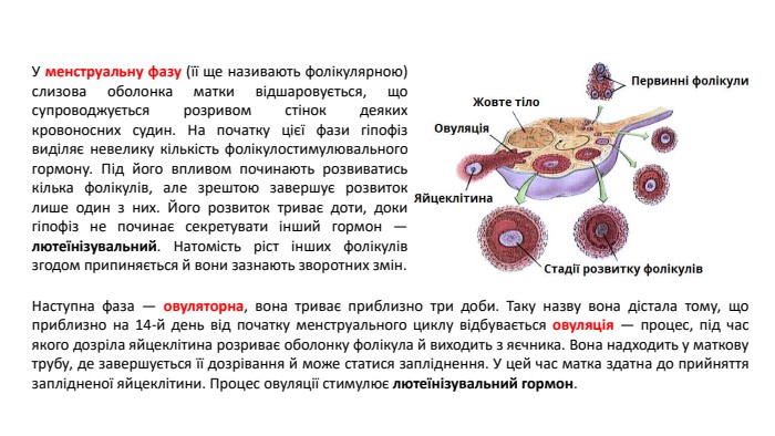 У менструальну фазу (її ще називають фолікулярною) слизова оболонка матки відшаровується, що супроводжується розривом стінок деяких кровоносних судин. На початку цієї фази гіпофіз виділяє невелику кількість фолікулостимулювального гормону. Під його впливом починають розвиватись кілька фолікулів, але зрештою завершує розвиток лише один з них. Його розвиток триває доти, доки гіпофіз не починає секретувати інший гормон — лютеїнізувальний. Натомість ріст інших фолікулів згодом припиняється й вони зазнають зворотних змін. Наступна фаза — овуляторна, вона триває приблизно три доби. Таку назву вона дістала тому, що приблизно на 14-й день від початку менструального циклу відбувається овуляція — процес, під час якого дозріла яйцеклітина розриває оболонку фолікула й виходить з яєчника. Вона надходить у маткову трубу, де завершується її дозрівання й може статися запліднення. У цей час матка здатна до прийняття заплідненої яйцеклітини. Процес овуляції стимулює лютеїнізувальний гормон.