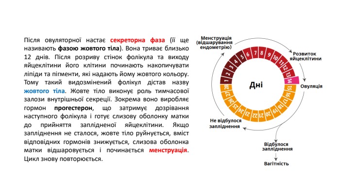 Після овуляторної настає секреторна фаза (її ще називають фазою жовтого тіла). Вона триває близько 12 днів. Після розриву стінок фолікула та виходу яйцеклітини його клітини починають накопичувати ліпіди та пігменти, які надають йому жовтого кольору. Тому такий видозмінений фолікул дістав назву жовтого тіла. Жовте тіло виконує роль тимчасової залози внутрішньої секреції. Зокрема воно виробляє гормон прогестерон, що затримує дозрівання наступного фолікула і готує слизову оболонку матки до прийняття заплідненої яйцеклітини. Якщо запліднення не сталося, жовте тіло руйнується, вміст відповідних гормонів знижується, слизова оболонка матки відшаровується і починається менструація. Цикл знову повторюється.