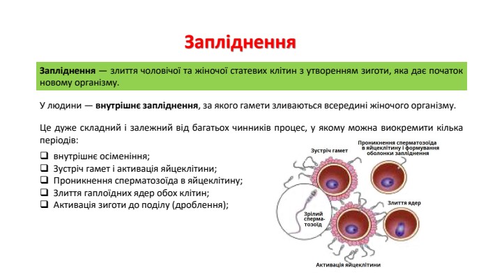 Запліднення. Запліднення — злиття чоловічої та жіночої статевих клітин з утворенням зиготи, яка дає початок новому організму. У людини — внутрішнє запліднення, за якого гамети зливаються всередині жіночого організму. Це дуже складний і залежний від багатьох чинників процес, у якому можна виокремити кілька періодів:внутрішнє осіменіння;Зустріч гамет і активація яйцеклітини;Проникнення сперматозоїда в яйцеклітину;Злиття гаплоїдних ядер обох клітин;Активація зиготи до поділу (дроблення);