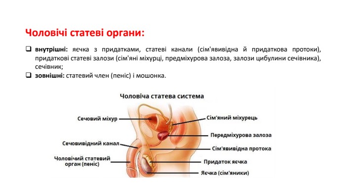 Чоловічі статеві органи:внутрішні: яєчка з придатками, статеві канали (сім'явивідна й придаткова протоки), придаткові статеві залози (сім'яні міхурці, предміхурова залоза, залози цибулини сечівника), сечівник;зовнішні: статевий член (пеніс) і мошонка.