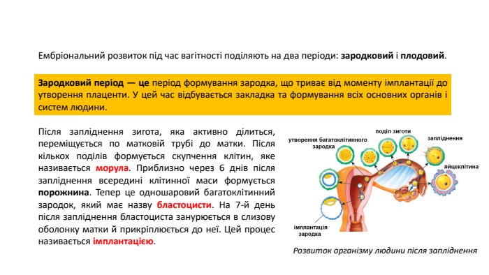 Ембріональний розвиток під час вагітності поділяють на два періоди: зародковий і плодовий. Зародковий період — це період формування зародка, що триває від моменту імплантації до утворення плаценти. У цей час відбувається закладка та формування всіх основних органів і систем людини. Після запліднення зигота, яка активно ділиться, переміщується по матковій трубі до матки. Після кількох поділів формується скупчення клітин, яке називається морула. Приблизно через 6 днів після запліднення всередині клітинної маси формується порожнина. Тепер це одношаровий багатоклітинний зародок, який має назву бластоцисти. На 7-й день після запліднення бластоциста занурюється в слизову оболонку матки й прикріплюється до неї. Цей процес називається імплантацією. Розвиток організму людини після запліднення