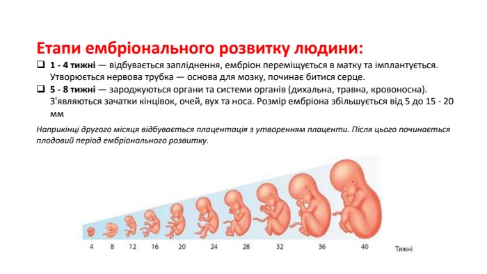 Етапи ембріонального розвитку людини:1 - 4 тижні — відбувається запліднення, ембріон переміщується в матку та імплантується. Утворюється нервова трубка — основа для мозку, починає битися серце.5 - 8 тижні — зароджуються органи та системи органів (дихальна, травна, кровоносна). З'являються зачатки кінцівок, очей, вух та носа. Розмір ембріона збільшується від 5 до 15 - 20 мм. Наприкінці другого місяця відбувається плацентація з утворенням плаценти. Після цього починається плодовий період ембріонального розвитку.