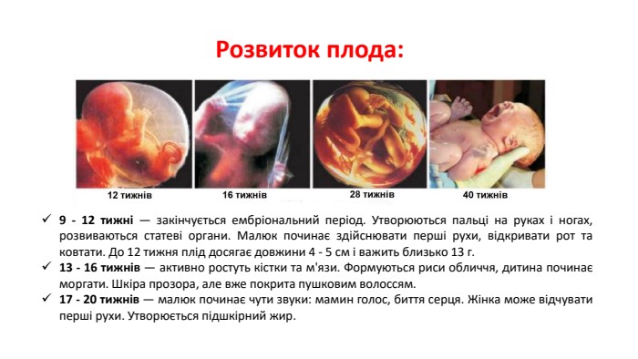 Розвиток плода:9 - 12 тижні — закінчується ембріональний період. Утворюються пальці на руках і ногах, розвиваються статеві органи. Малюк починає здійснювати перші рухи, відкривати рот та ковтати. До 12 тижня плід досягає довжини 4 - 5 см і важить близько 13 г.13 - 16 тижнів — активно ростуть кістки та м'язи. Формуються риси обличчя, дитина починає моргати. Шкіра прозора, але вже покрита пушковим волоссям.17 - 20 тижнів — малюк починає чути звуки: мамин голос, биття серця. Жінка може відчувати перші рухи. Утворюється підшкірний жир.