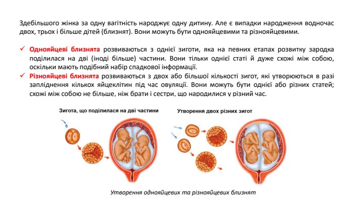 Здебільшого жінка за одну вагітність народжує одну дитину. Але є випадки народження водночас двох, трьох і більше дітей (близнят). Вони можуть бути однояйцевими та різнояйцевими. Однояйцеві близнята розвиваються з однієї зиготи, яка на певних етапах розвитку зародка поділилася на дві (іноді більше) частини. Вони тільки однієї статі й дуже схожі між собою, оскільки мають подібний набір спадкової інформації. Різнояйцеві близнята розвиваються з двох або більшої кількості зигот, які утворюються в разі запліднення кількох яйцеклітин під час овуляції. Вони можуть бути однієї або різних статей; схожі між собою не більше, ніж брати і сестри, що народилися у різний час. Утворення однояйцевих та різнояйцевих близнят
