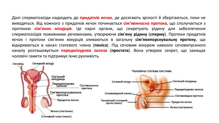 Далі сперматозоїди надходять до придатків яєчок, де досягають зрілості й зберігаються, поки не виводяться. Від кожного з придатків яєчок починається сім'явиносна протока, що сполучається з протокою сім'яних міхурців. Це парні органи, що секретують рідину для забезпечення сперматозоїдів поживними речовинами, утворюючи сім'яну рідину (сперму). Протоки придатків яєчок і протоки сім'яних міхурців зливаються в загальну сім'явипорскувальну протоку, що відкривається в канал статевого члена (пеніса). Під сечовим міхуром навколо сечовипускного каналу розташовується передміхурова залоза (простата). Вона утворює секрет, що захищає чоловічі гамети та підтримує їхню рухливість.