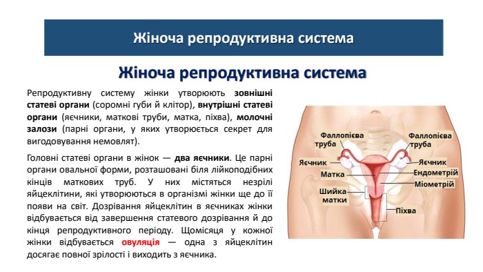 Жіноча репродуктивна система. Жіноча репродуктивна система. Репродуктивну систему жінки утворюють зовнішні статеві органи (соромні губи й клітор), внутрішні статеві органи (яєчники, маткові труби, матка, піхва), молочні залози (парні органи, у яких утворюється секрет для вигодовування немовлят). Головні статеві органи в жінок — два яєчники. Це парні органи овальної форми, розташовані біля лійкоподібних кінців маткових труб. У них містяться незрілі яйцеклітини, які утворюються в організмі жінки ще до її появи на світ. Дозрівання яйцеклітин в яєчниках жінки відбувається від завершення статевого дозрівання й до кінця репродуктивного періоду. Щомісяця у кожної жінки відбувається овуляція — одна з яйцеклітин досягає повної зрілості і виходить з яєчника.