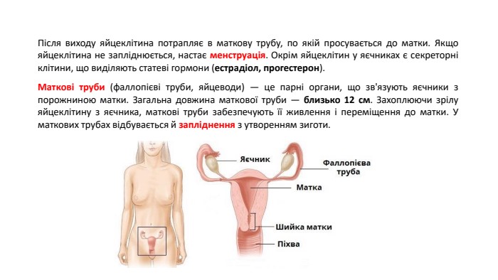 Після виходу яйцеклітина потрапляє в маткову трубу, по якій просувається до матки. Якщо яйцеклітина не запліднюється, настає менструація. Окрім яйцеклітин у яєчниках є секреторні клітини, що виділяють статеві гормони (естрадіол, прогестерон). Маткові труби (фаллопієві труби, яйцеводи) — це парні органи, що зв'язують яєчники з порожниною матки. Загальна довжина маткової труби — близько 12 см. Захоплюючи зрілу яйцеклітину з яєчника, маткові труби забезпечують її живлення і переміщення до матки. У маткових трубах відбувається й запліднення з утворенням зиготи.