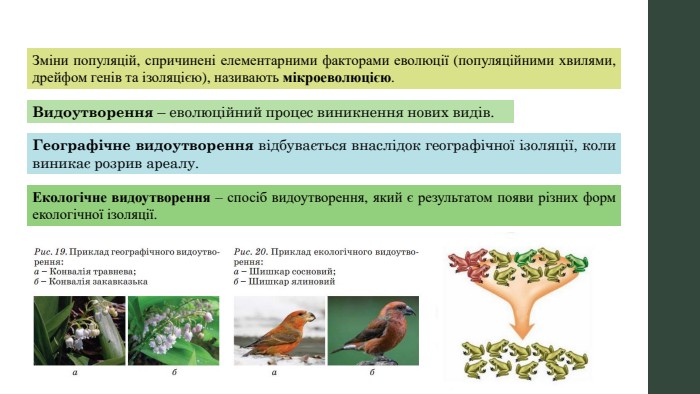 Зміни популяцій, спричинені елементарними факторами еволюції (популяційними хвилями, дрейфом генів та ізоляцією), називають мікроеволюцією. Видоутворення – еволюційний процес виникнення нових видів. Географічне видоутворення відбувається внаслідок географічної ізоляції, коли виникає розрив ареалу. Екологічне видоутворення – спосіб видоутворення, який є результатом появи різних форм екологічної ізоляції. 