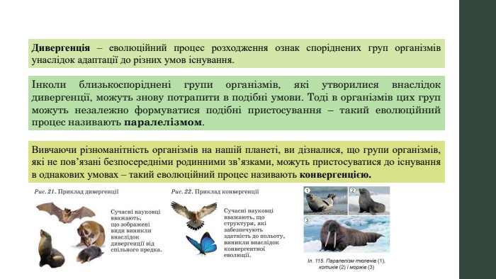 Дивергенція – еволюційний процес розходження ознак споріднених груп організмів унаслідок адаптації до різних умов існування.Інколи близькоспоріднені групи організмів, які утворилися внаслідок дивергенції, можуть знову потрапити в подібні умови. Тоді в організмів цих груп можуть незалежно формуватися подібні пристосування – такий еволюційний процес називають паралелізмом. Вивчаючи різноманітність організмів на нашій планеті, ви дізналися, що групи організмів, які не пов’язані безпосередніми родинними зв’язками, можуть пристосуватися до існування в однакових умовах – такий еволюційний процес називають конвергенцією.