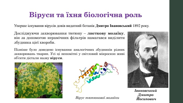 Віруси та їхня біологічна роль. Уперше існування вірусів довів видатний ботанік Дмитро Івановський 1892 року. Досліджуючи захворювання тютюну – листкову мозаїку, він за допомогою керамічних фільтрів намагався виділити збудника цієї хвороби. Івановський Дмитро Йосипович. Пізніше було доведено існування аналогічних збудників різних захворювань тварин. Усі ці непомітні у світловий мікроскоп живі об’єкти дістали назву віруси. Вірус тютюнової мозаїки