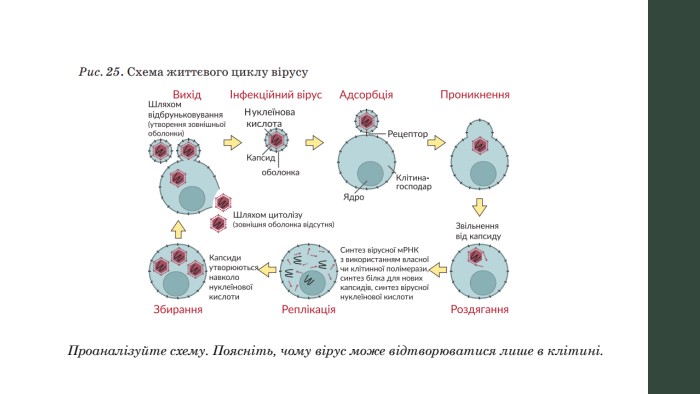 Проаналізуйте схему. Поясніть, чому вірус може відтворюватися лише в клітині.