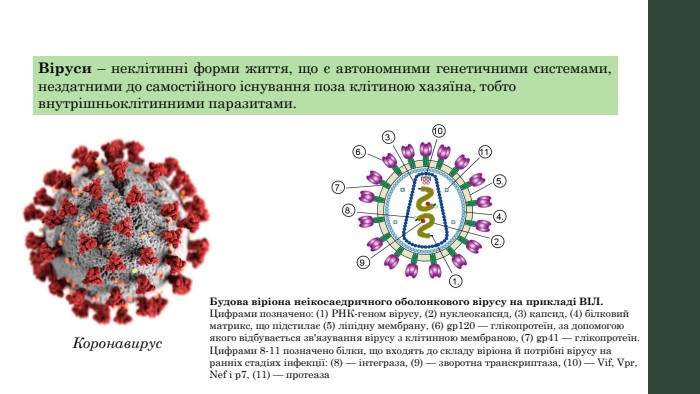 Віруси – неклітинні форми життя, що є автономними генетичними системами, нездатними до самостійного існування поза клітиною хазяїна, тобтовнутрішньоклітинними паразитами. Коронавирус. Будова віріона неікосаедричного оболонкового вірусу на прикладі ВІЛ. Цифрами позначено: (1) РНК-геном вірусу, (2) нуклеокапсид, (3) капсид, (4) білковий матрикс, що підстилає (5) ліпідну мембрану, (6) gp120 — глікопротеїн, за допомогою якого відбувається зв'язування вірусу з клітинною мембраною, (7) gp41 — глікопротеїн. Цифрами 8-11 позначено білки, що входять до складу віріона й потрібні вірусу на ранніх стадіях інфекції: (8) — інтеграза, (9) — зворотна транскриптаза, (10) — Vif, Vpr, Nef і p7, (11) — протеаза