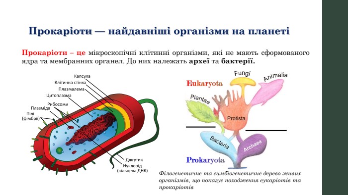 Прокаріоти — найдавніші організми на планетіПрокаріоти – це мікроскопічні клітинні організми, які не мають сформованого ядра та мембранних органел. До них належать археї та бактерії. Філогенетичне та симбіогенетичне дерево живих організмів, що показує походження еукаріотів та прокаріотів