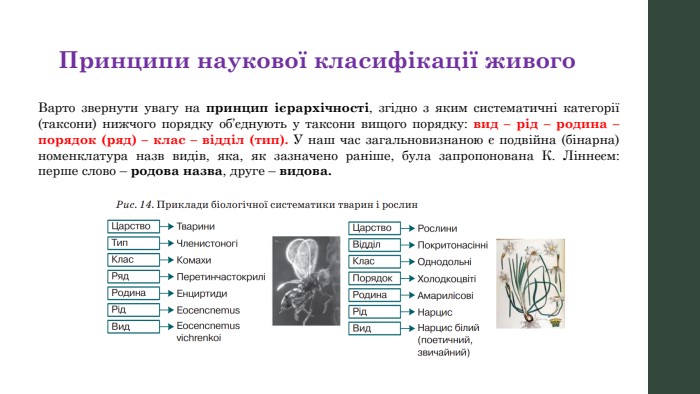 Принципи наукової класифікації живого. Варто звернути увагу на принцип ієрархічності, згідно з яким систематичні категорії (таксони) нижчого порядку об’єднують у таксони вищого порядку: вид – рід – родина – порядок (ряд) – клас – відділ (тип). У наш час загальновизнаною є подвійна (бінарна) номенклатура назв видів, яка, як зазначено раніше, була запропонована К. Ліннеєм: перше слово – родова назва, друге – видова.