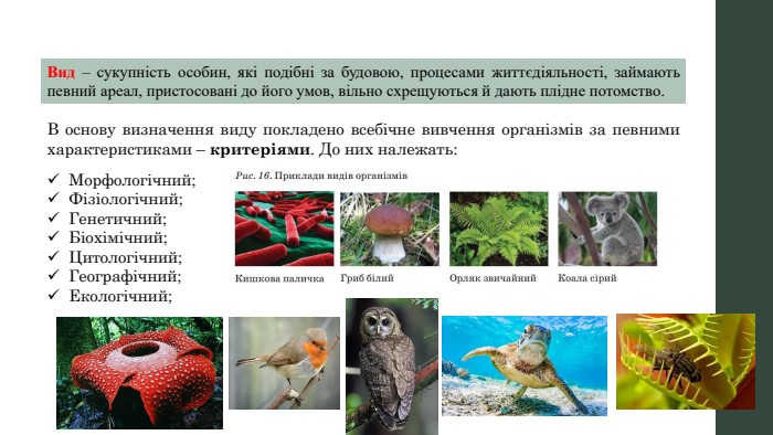 Вид – сукупність особин, які подібні за будовою, процесами життєдіяльності, займають певний ареал, пристосовані до його умов, вільно схрещуються й дають плідне потомство. В основу визначення виду покладено всебічне вивчення організмів за певними характеристиками – критеріями. До них належать: Морфологічний;Фізіологічний;Генетичний;Біохімічний;Цитологічний;Географічний;Екологічний;