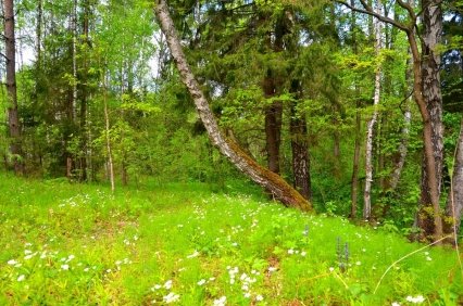 Май 2015 (на лесной поляне) - Милешкин Владимир Алексеевич 